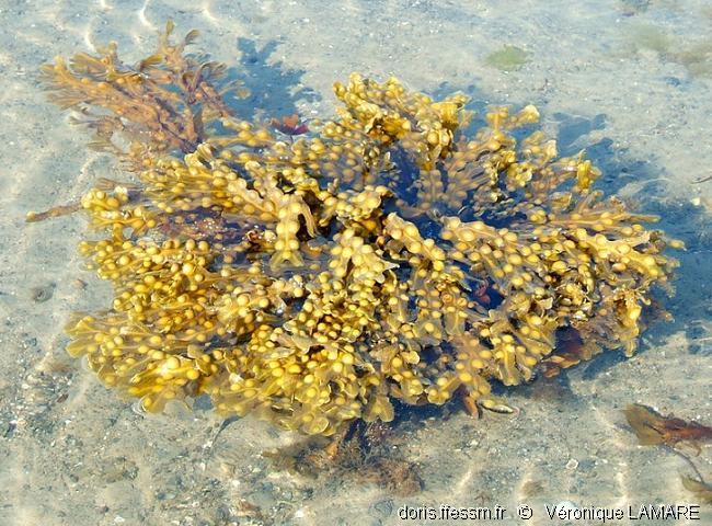 fucus_vesiculosus-vl11_image1200.jpg
