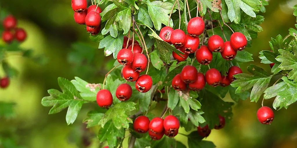 crataegus-laevigata-183332.webp