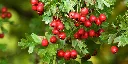 crataegus-laevigata-183332.webp